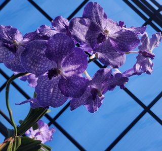 purple flower blue sky