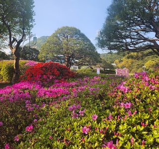 South Korea president gardens